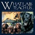 What Labs Teach Us Lifes Lessons Learned from Labrador Retrievers
