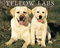 Cal09 Just Yellow Labs