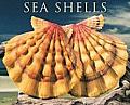 Cal09 Sea Shells