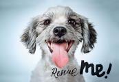 Rescue Me Dog Adoption Portraits & Stories from New York City