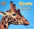 Giraffe: The World's Tallest Mammal