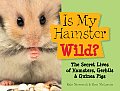 Is My Hamster Wild The Secret Lives of Hamsters Gerbils & Guinea Pigs