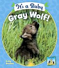 It's a Baby Gray Wolf