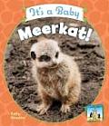 It's a Baby Meerkat!