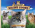 Marvelous Maine Coons