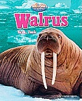 Walrus: Tusk, Tusk