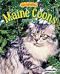 Maine Coons: Super Big