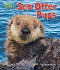 Water Babies Sea Otter Pups