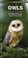 Owls A Folding Pocket Guide to Familiar Species Worldwide