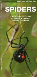 Spiders A Folding Pocket Guide to Familiar Species Worldwide