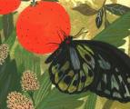 Butterflies: Quicknotes