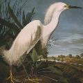 Snowy Egret, James Audubon 1000-Piece Puzzle