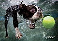 Underwater Dogs: Rocco 1000-Piece Puzzle