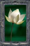 Letting the Lotus Bloom: The Expression of Soul Through Flowers