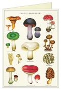Card Single Mushrooms Blank Cavallini
