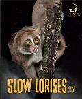 Slow Lorises