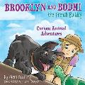 Brooklyn and Bodhi the French Bulldog: Curious Animal Adventures