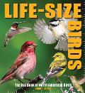 Life Size Birds