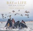 Bay of Life: From Wind to Whales
