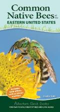 Common Native Bees of the Eastern United States Your Way to Easily Identify Bees & Look Alikes
