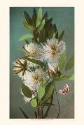 The Vintage Journal Eucalyptus Blossoms