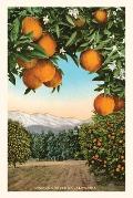 The Vintage Journal Orange Grove with Mountains in Background
