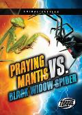 Praying Mantis vs. Black Widow Spider