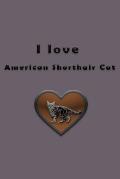 I love American Shorthair Cat