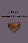I love American Wirehair Cat