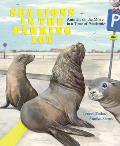 Sea Lions in the Parking Lot Animals on the Move in a Time of Pandemic