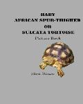 Baby African Spur-Thighed or Sulcata Tortoise Picture Book