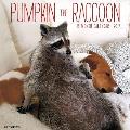Pumpkin the Raccoon 2017 Wall Calendar