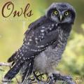 Owls 2018 Wall Calendar