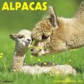 Alpacas 2018 Wall Calendar