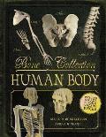 Bone Collection Human Body With Cards