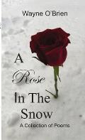 A Rose In The Snow