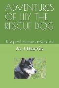 Adventures of Lily the Rescue Dog: The pool rescue adventure