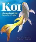 Koi A Complete Guide to Their Care & Color Varieties