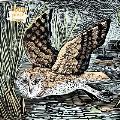 Adult Jigsaw Puzzle Angela Harding: Marsh Owl: 1000-Piece Jigsaw Puzzles