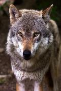 Nice Doggy: The Misunderstood Wolf: Most of Us Grew Up Hearing Stories about the Big, Bad Wolf. But Wolves Are Not Really Big or B