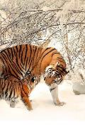 Tiger Family: Tigers Will Keep Their Cub with Them for 2 Years. She Will Teach Them to Hunt and Take Care of Themselves.