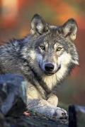 Watching You: Wolves Live and Hunt in Packs of Around Six to Ten Animals. They Are Known to Roam Large Distances, Perhaps 12 Miles i
