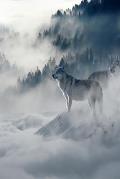 Wolves in the Fog: Wolves Hunt Together for Their Preferred Prey, Large Animals Such as Deer, Elk, and Moose. When They Are Successful, W