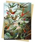 Ernst Haeckel: Hummingbirds Greeting Card Pack: Pack of 6