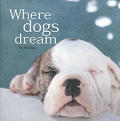 Where Dogs Dream