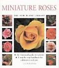 Miniature Roses