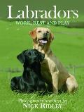 Labradors Work Rest & Play