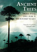 Ancient Trees Trees That Live For 1000