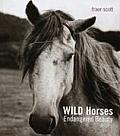 Wild Horses Endangered Beauty