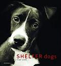 Shelter Dogs